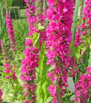 Preview: Body B- Ware, 2-tlg., verschiedene Hölzer